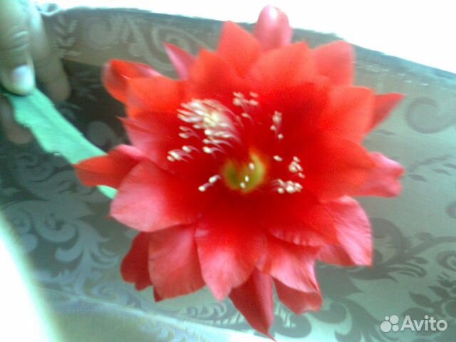 Продам цветы комнатные