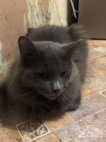 Котик в добрые руки