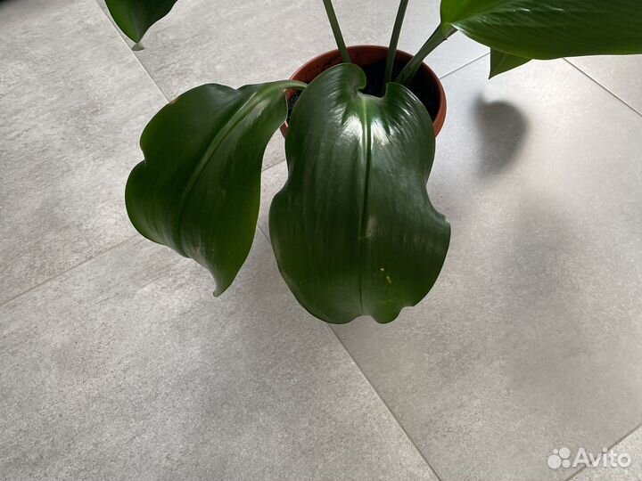 Комнатные цветы