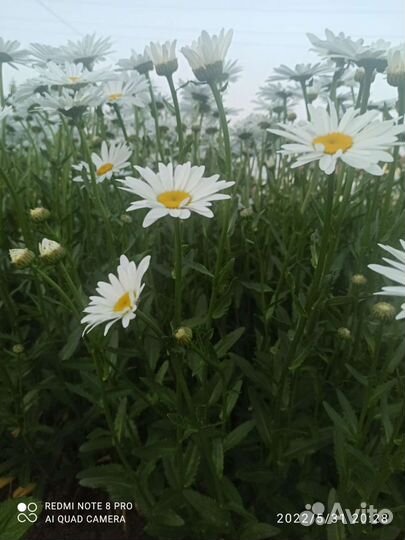 Ромашка садовая, рассада