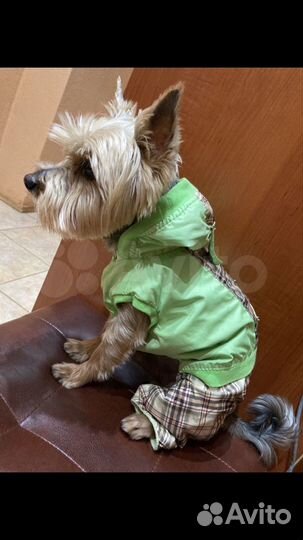 Комбинезон для собак мелких пород весна осень