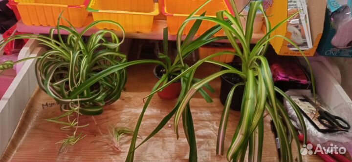 Хлорофитумы три сорта
