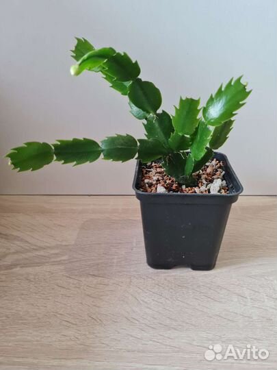 Фикус робуста, шлюмбергера белая