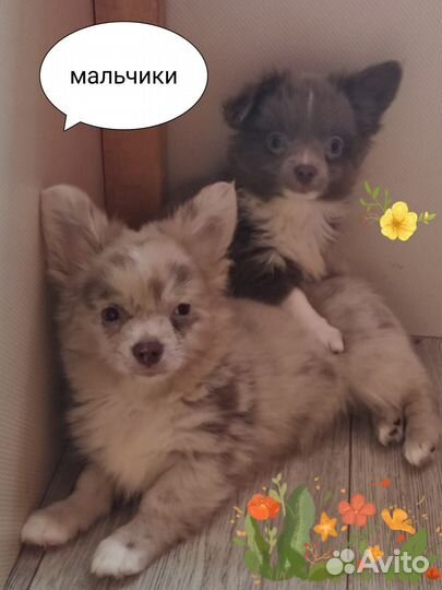 Щенки чихуахуа мальчики