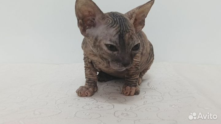 Котята донского сфинкса