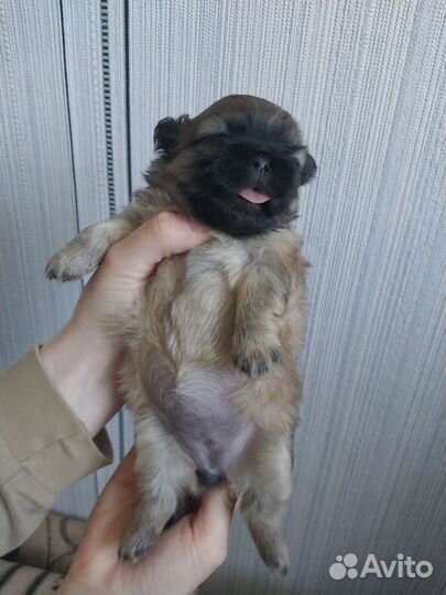 Щенки пекинеса