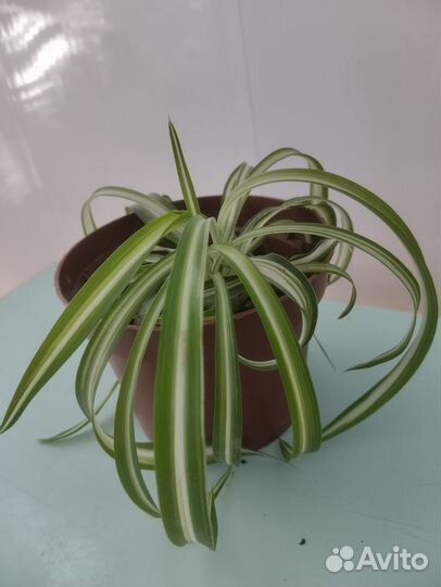 Домашние растения