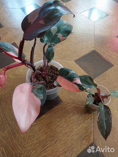 Филодендрон