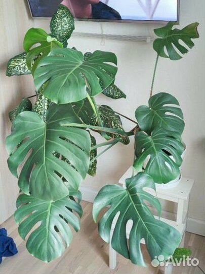 Монстера деликатесная