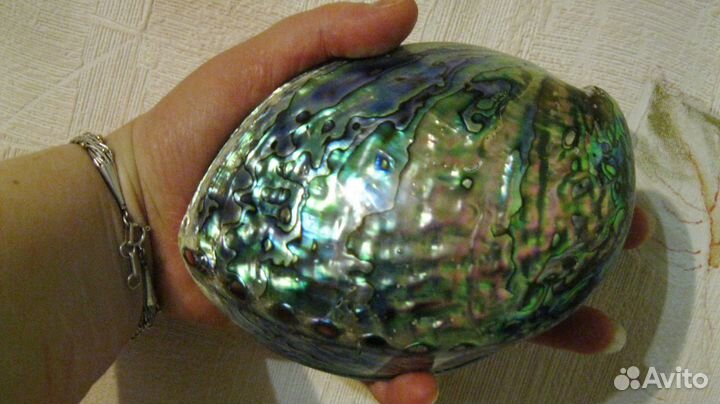 Крупная 12,5см раковина галиотиса (пауа, абалон)
