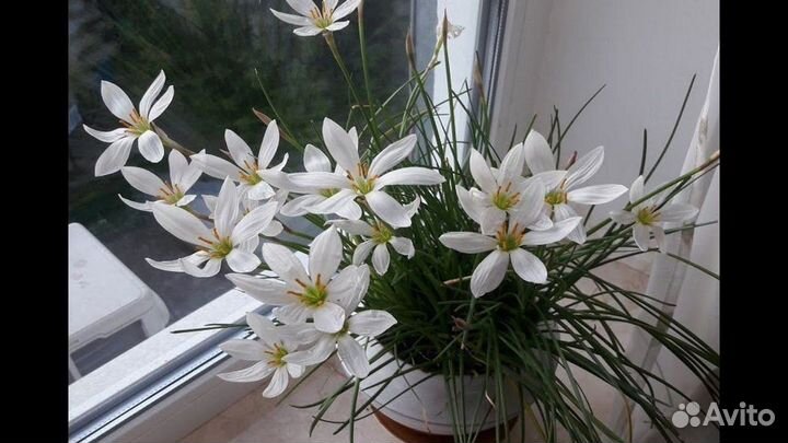 Зефирантес белый и розовый