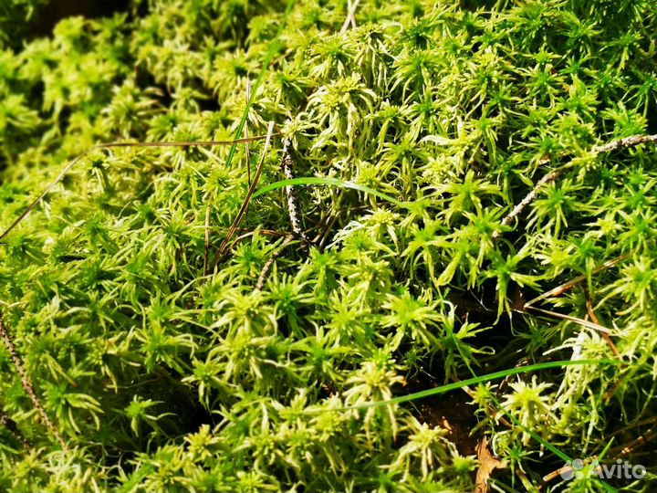 Мох для орхидей