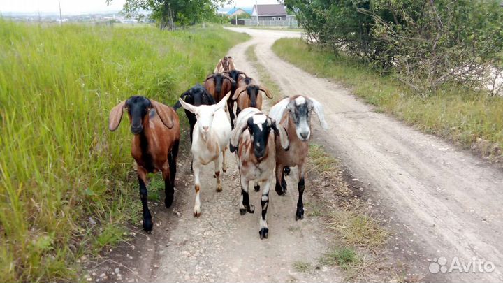 Дойные козы