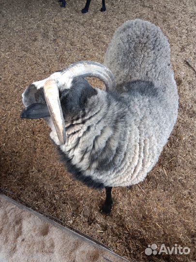 Бараны романовские