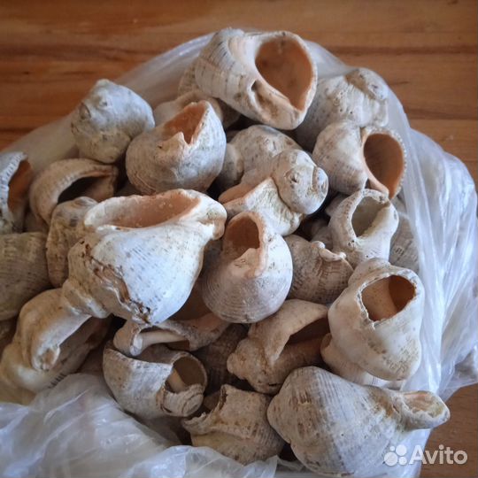 Морские раковины разные