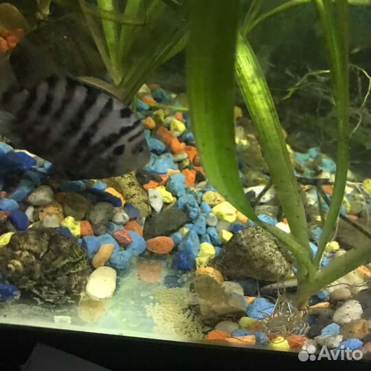 Цихлазома чернополосая