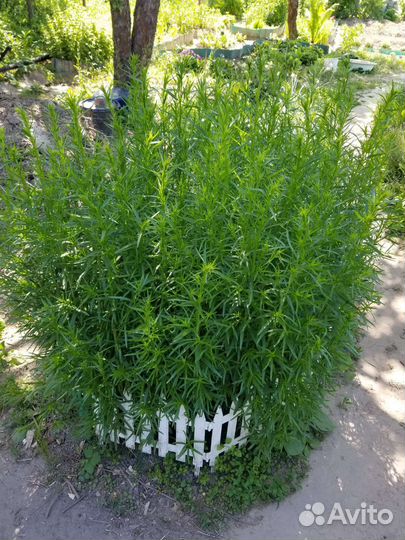 Эстрагон (тархун)