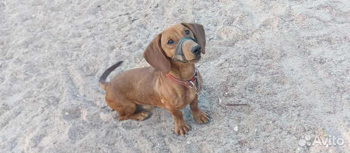 Карликовая такса бесплатно