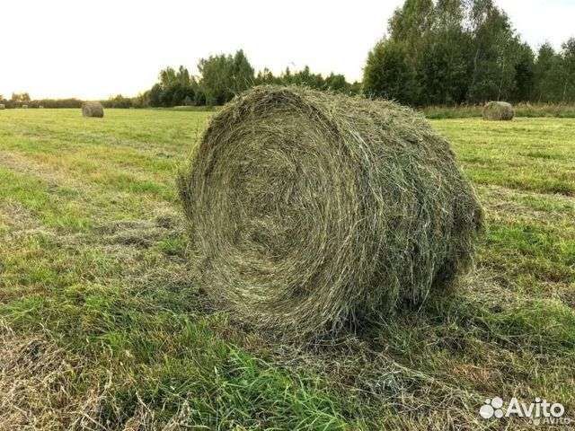 Сено в тюках