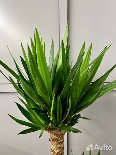 Юкка в кашпо lechuza h 180 см