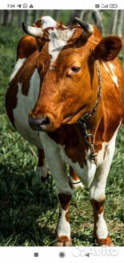 Корова дойная
