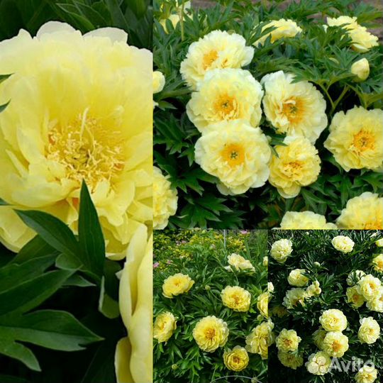 Пион Bartzella корни