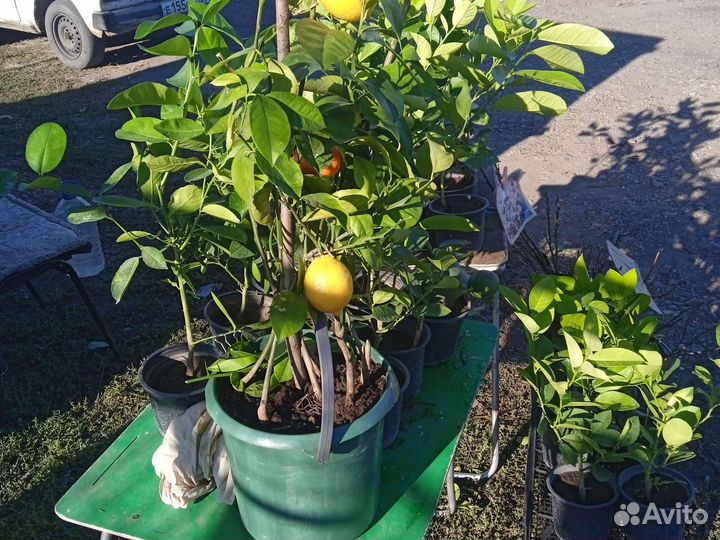 Лимон Апельсин Мандарин