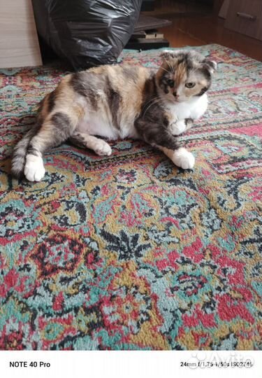 Шотландская вислоухая