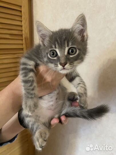 Котенок ищет дом
