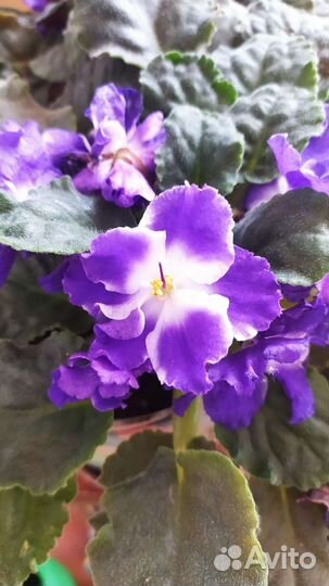 Фиалки Династия Мин