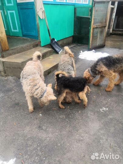 Эрдельтерьер