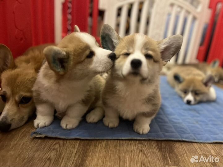 Щенки Вельш корги пемброк