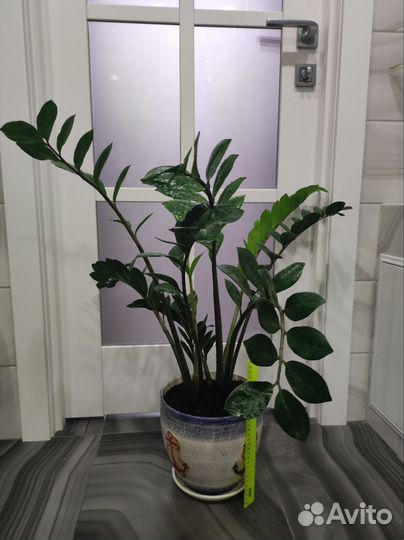 Замиокулькас