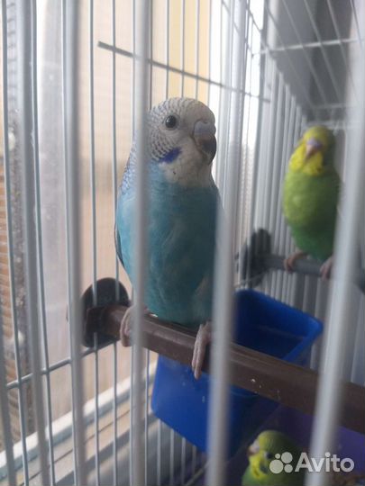 Волнистый попугай