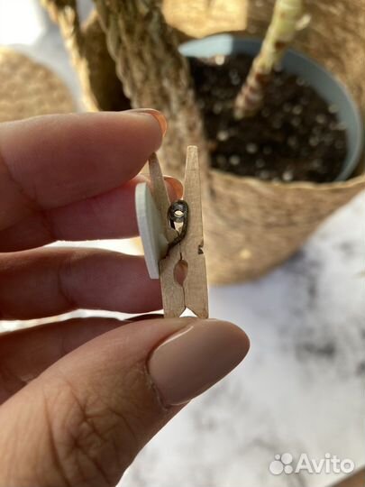 Прищепки деревянные decor