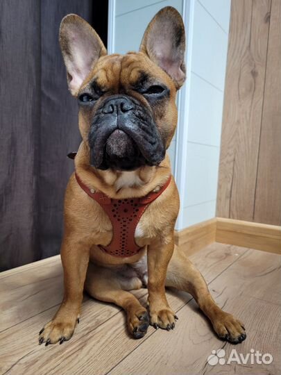 Шлейка для маленькой собаки