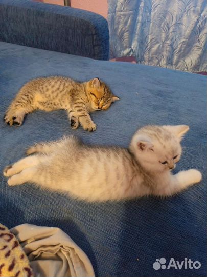 Британские котята