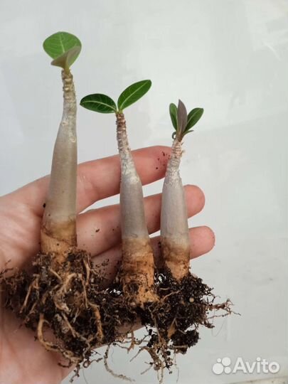 Адениумы сортовые, обесум, арабикум, сокотранум