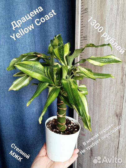 Драцены 2 сорта