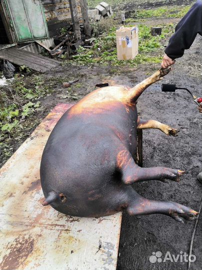 Мясо свинины Закол по договорености