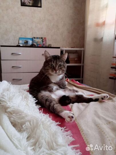 Красавец котик ищет кошечку для вязки