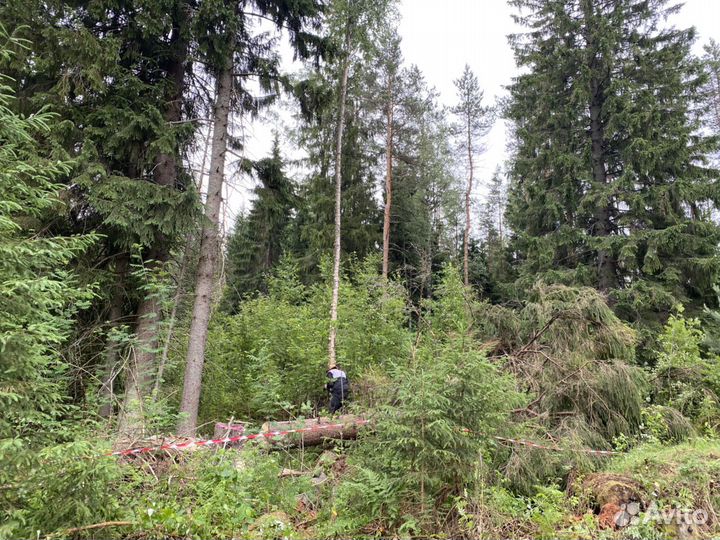 Расчистка участков / спил деревьев