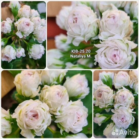 Пеларгония розебудная