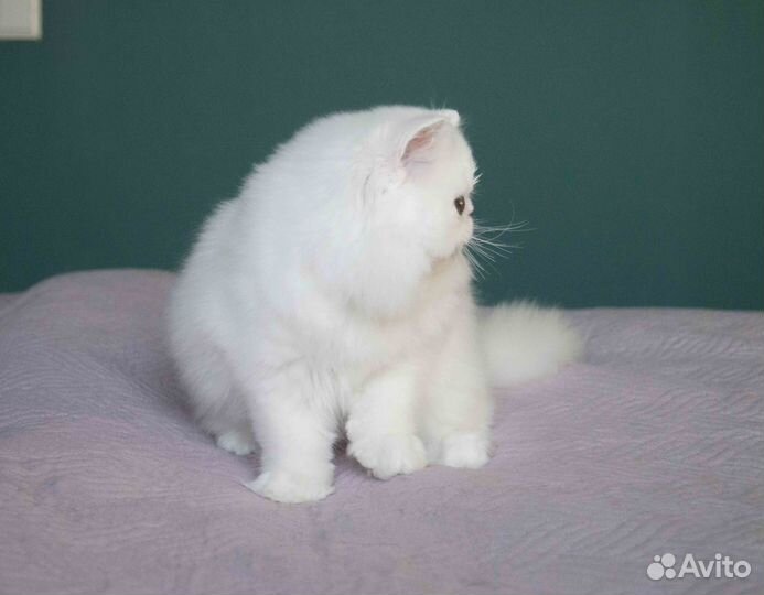 Персидская девочка, белого окраса, шоу