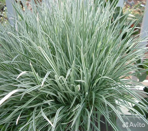 Злаки: Гном, Ред барон, Схизариум