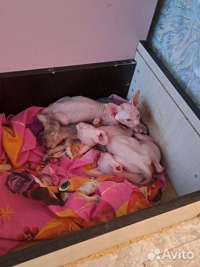 Котята сфинкс