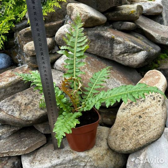 Блехнум Вулкано