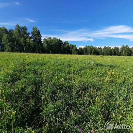 Алтайский мёд разнотравья (сбор 2023)