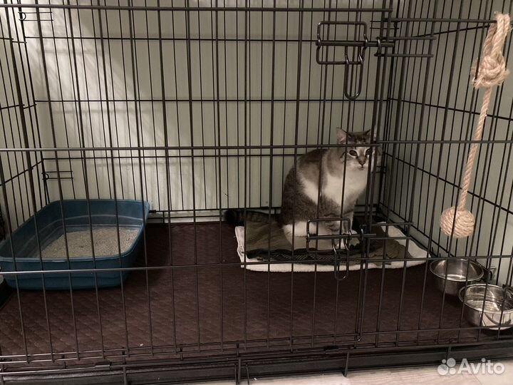 Передержка котов кошек собак зоогостиница зооняня