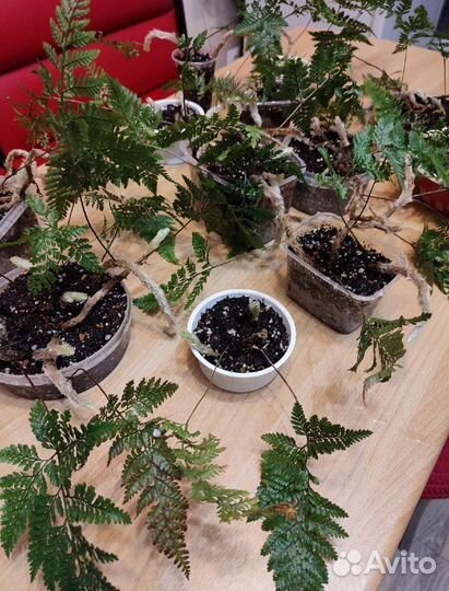 Папоротник Даваллия, Сингониум Макрофиллум